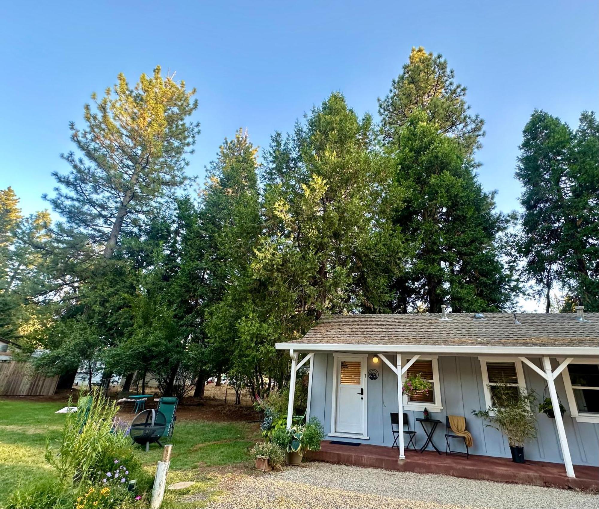 The Pines And Grass Valley